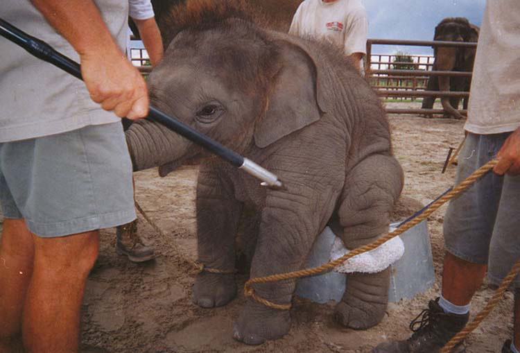 Elefantes de un circo hacen esto por su amigo que SE CAE durante el cruel show 3