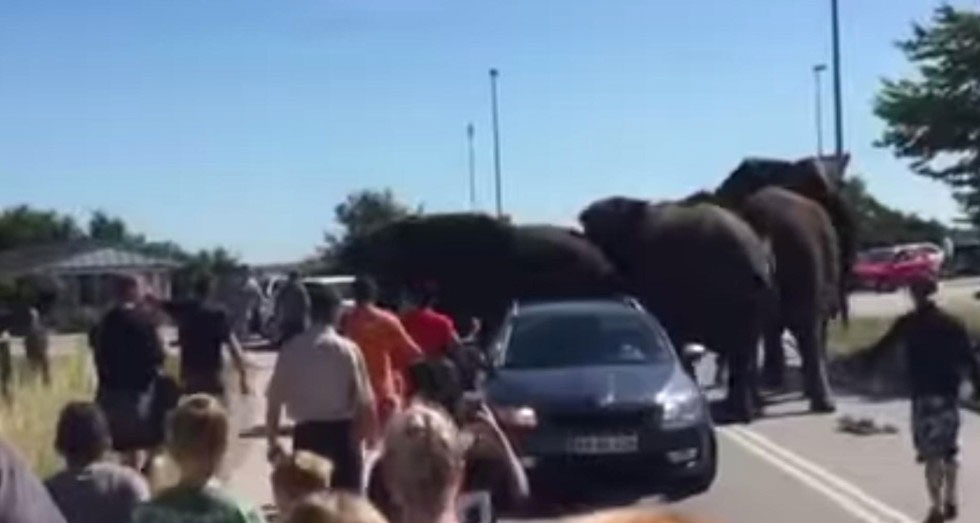 Hartos del circo, estos elefantes corren juntos para LUCHAR contra sus abusadores
