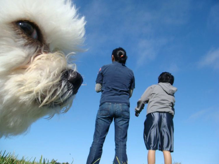 15 fotos de perros tomadas en el momento justo que hacen que parezcan GIGANTES