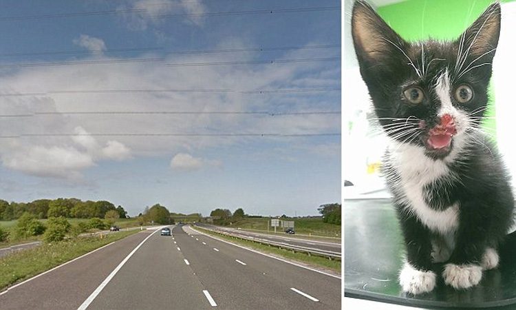 Un conductor de camión ve como este gatito es ARROJADO por la ventana de un coche y trata de rescatarlo