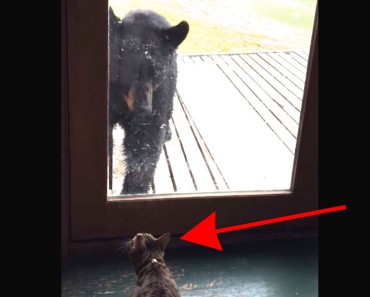 Este oso pensaba que podría entrar a una casa, hasta que se llevó una SORPRESA ENORME 8 Este oso pensaba que podría entrar a una casa, hasta que se llevó una SORPRESA ENORME
