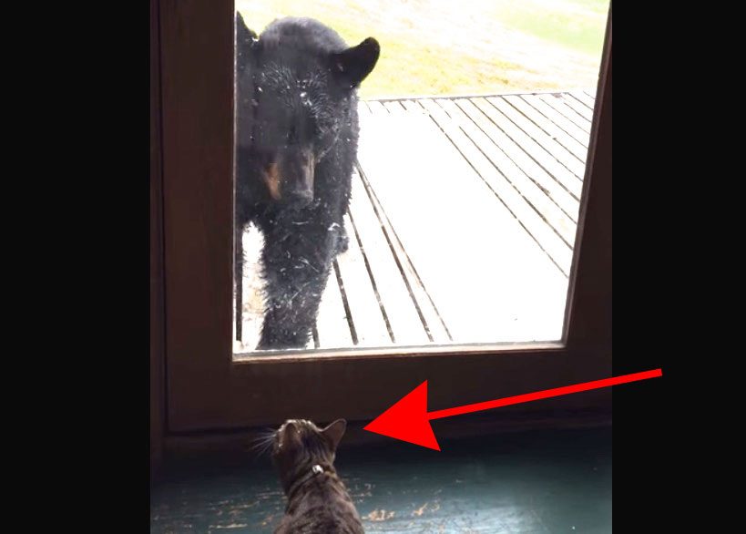 Este oso pensaba que podría entrar a una casa, hasta que se llevó una SORPRESA ENORME