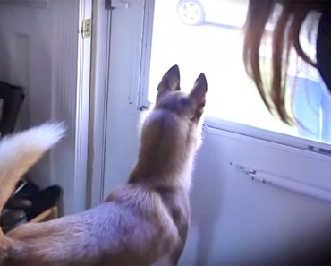 Reúnen a una husky con su viejo amigo. Ahora MIRA quién entra por la puerta... 8 Reúnen a una husky con su viejo amigo. Ahora MIRA quién entra por la puerta...