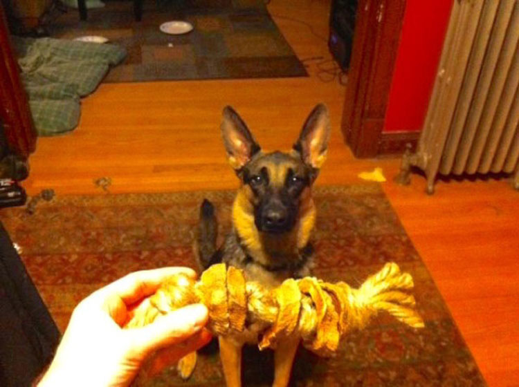 Utilizando un cortador de galletas y una batata puede hacer el juguete PERFECTO para su perro