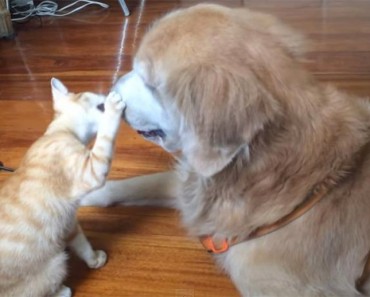 Precioso vídeo muestra a un gatito creciendo con su gran hermano perro. ¡Ternura infinita!