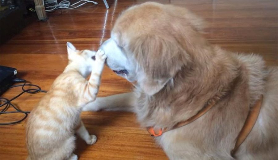 Precioso vídeo muestra a un gatito creciendo con su gran hermano perro. ¡Ternura infinita!