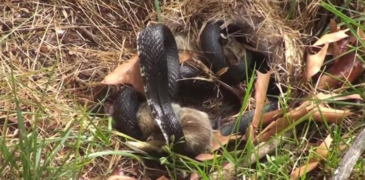 Una serpiente trata de comerse a su pequeño. ¿Y qué hace su madre cuando la descubre? ¡ESTO!