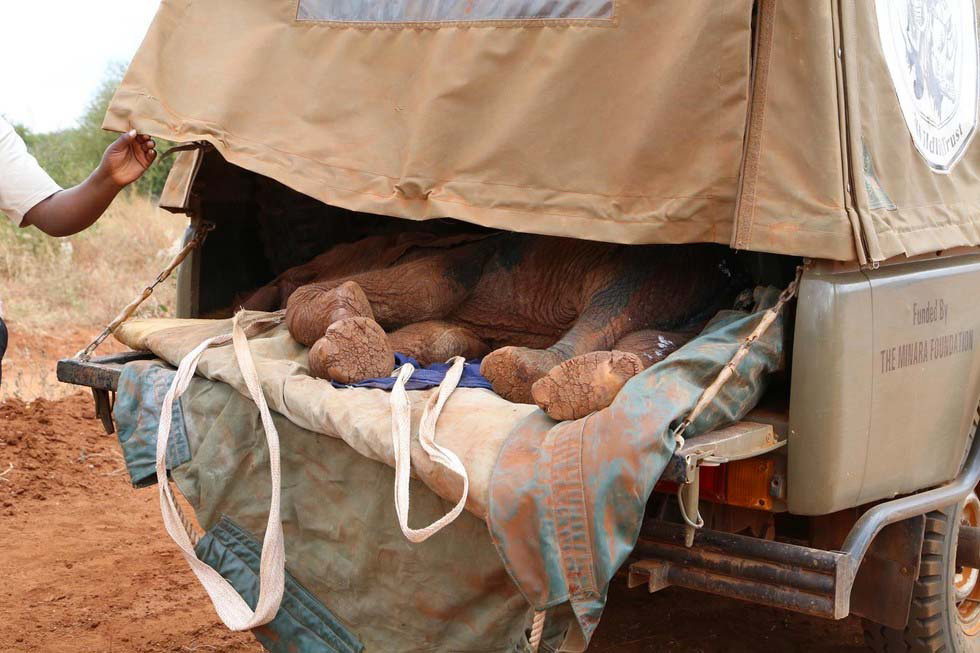 Matan a este elefante bebé antes de que aprendiese a usar su trompa