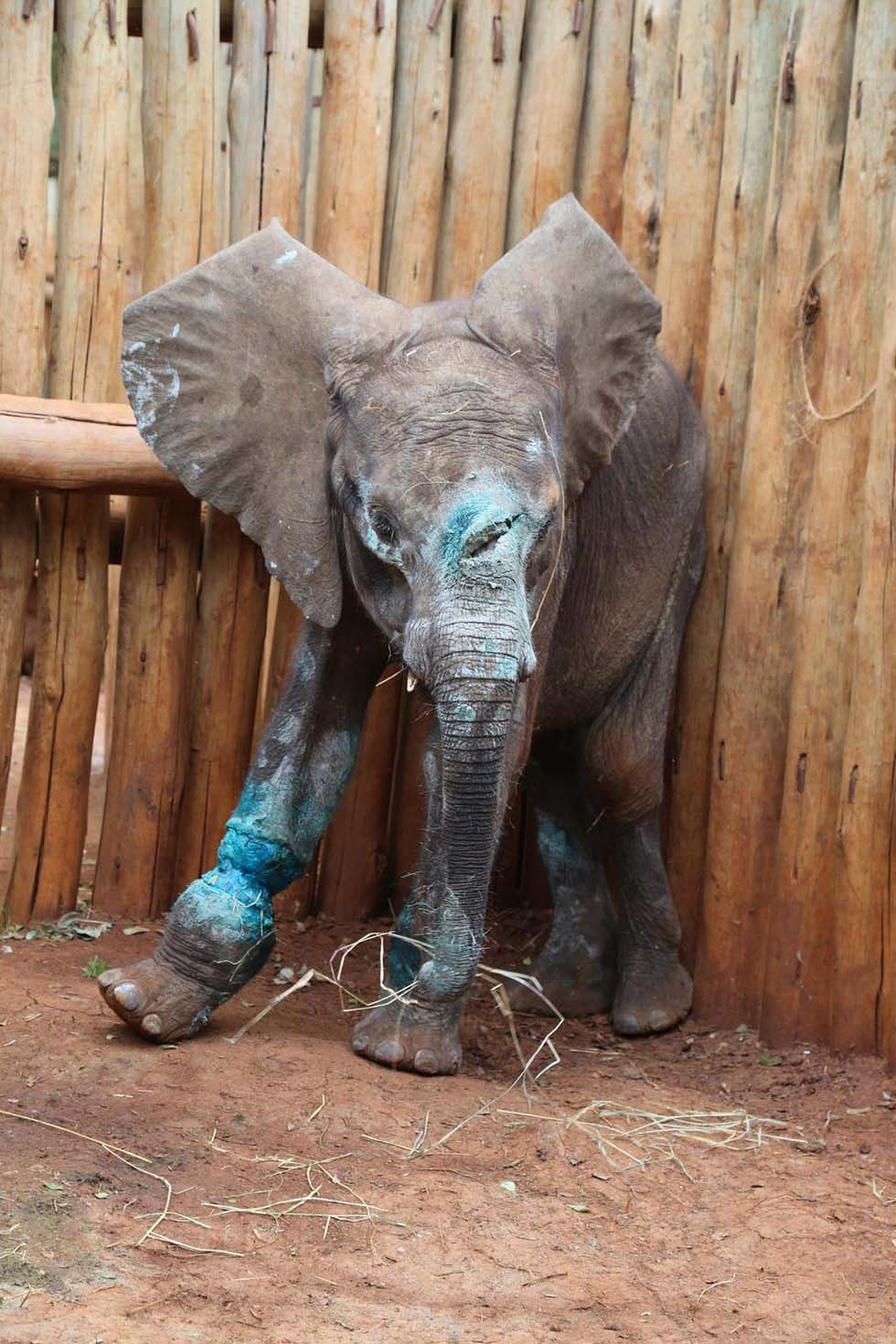 Matan a este elefante bebé antes de que aprendiese a usar su trompa