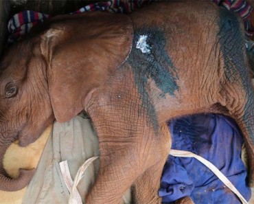 Matan a este elefante bebé antes de que aprendiese a usar su trompa 3 Matan a este elefante bebé antes de que aprendiese a usar su trompa 1