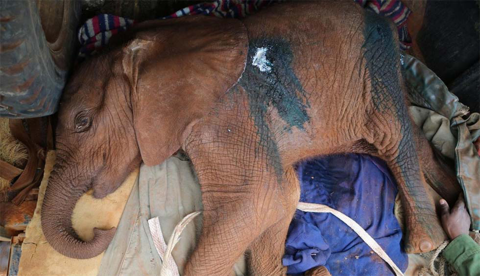 Matan a este elefante bebé antes de que aprendiese a usar su trompa