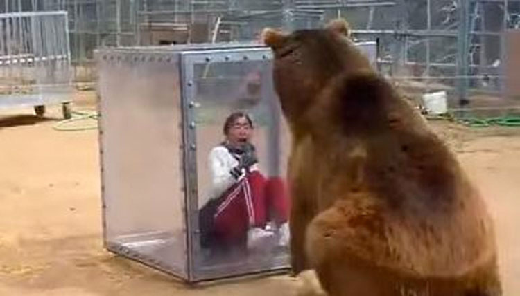 Este oso no quiere formar parte en la filmación de un Reality Show y HACE ESTO