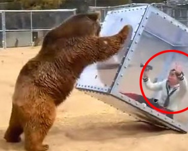 Este oso no quiere formar parte en la filmación de un Reality Show y HACE ESTO 1 Este oso no quiere formar parte en la filmación de un Reality Show y HACE ESTO