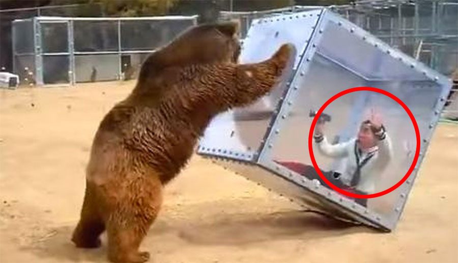 Este oso no quiere formar parte en la filmación de un Reality Show y HACE ESTO