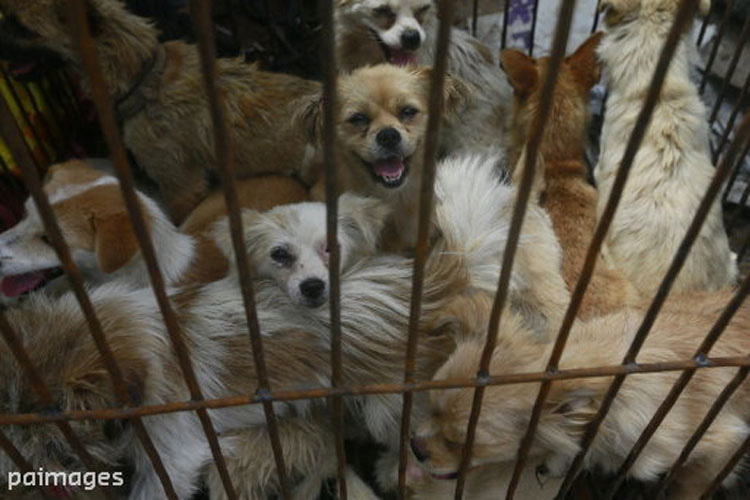 Esta asombrosa mujer ha gastado una fortuna para salvar a 800 Perros del festival de carne de perro de Yulin