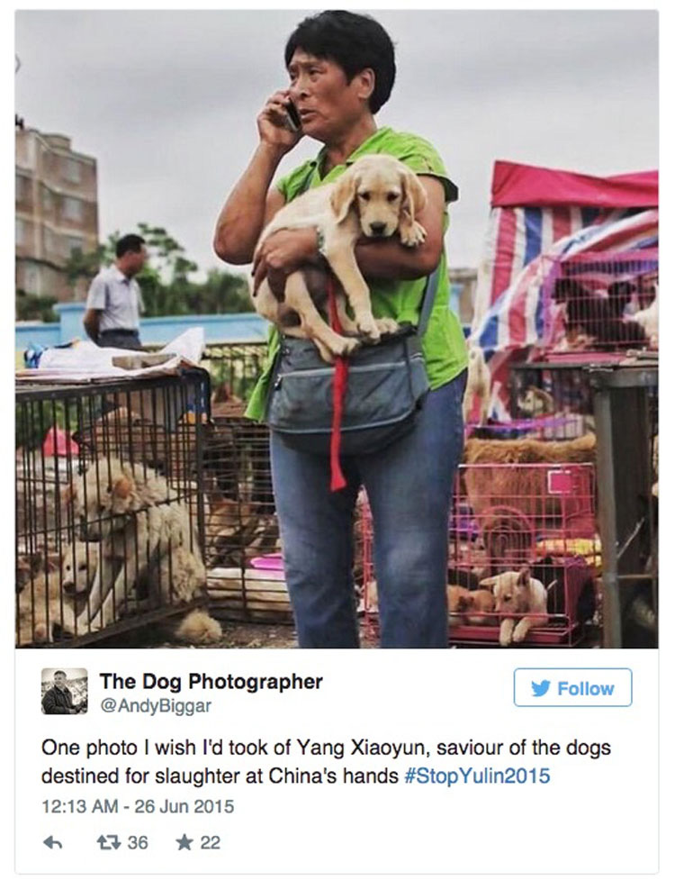 Esta asombrosa mujer ha gastado una fortuna para salvar a 800 Perros del festival de carne de perro de Yulin