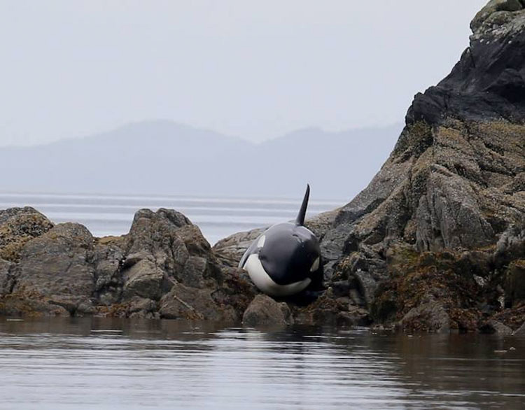 Esta orca varada GRITA mientras los rescatistas tratan de salvarla