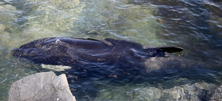 Esta orca varada GRITA mientras los rescatistas tratan de salvarla