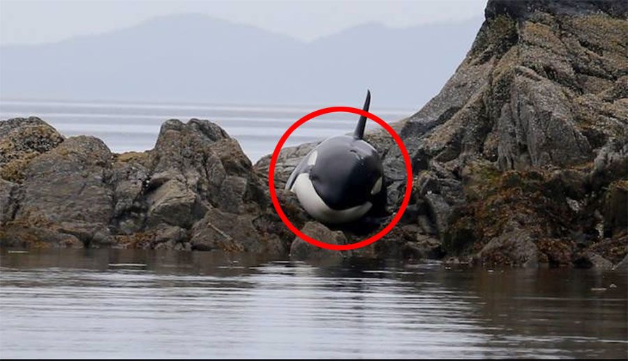 Esta orca varada GRITA mientras los rescatistas tratan de salvarla