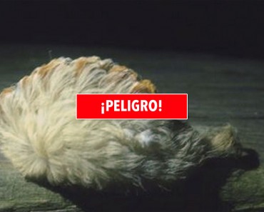 ¿Crees que estás viendo a un esponjoso gato acurrucado? La realidad es mucho MÁS PELIGROSA... 9 ¿Crees que estás viendo a un esponjoso gato acurrucado? La realidad es mucho MÁS PELIGROSA...