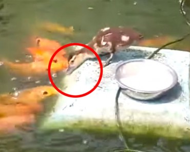 Estos peces grandes tienen hambre. Ahora mira lo que este pato bebé hace...