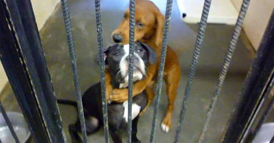 Esta perrita se negó a soltar a su amiga. La razón me hizo llorar...