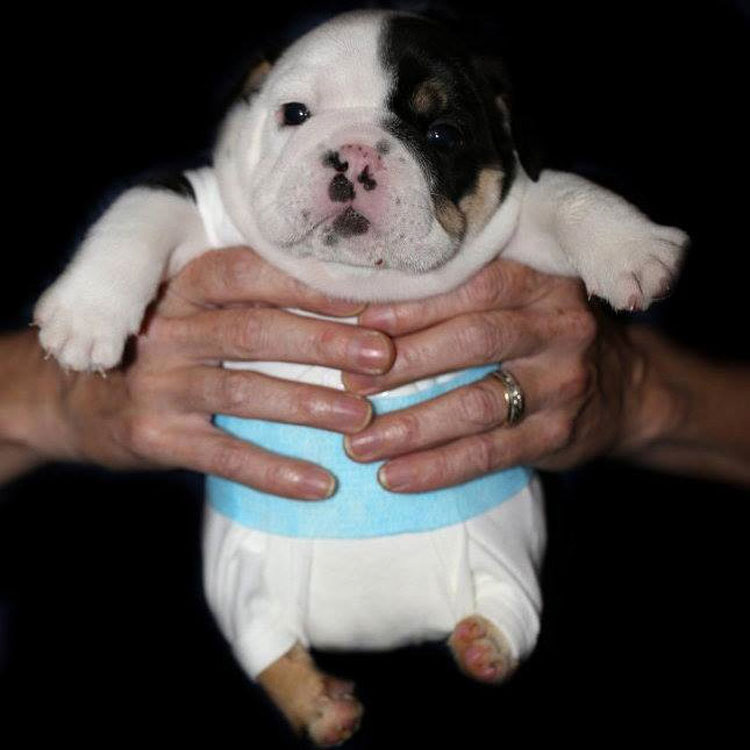 Este cachorrito nació con sólo medio cuerpo. Lo que un Centro de Rescate hizo TE EMOCIONARÁ