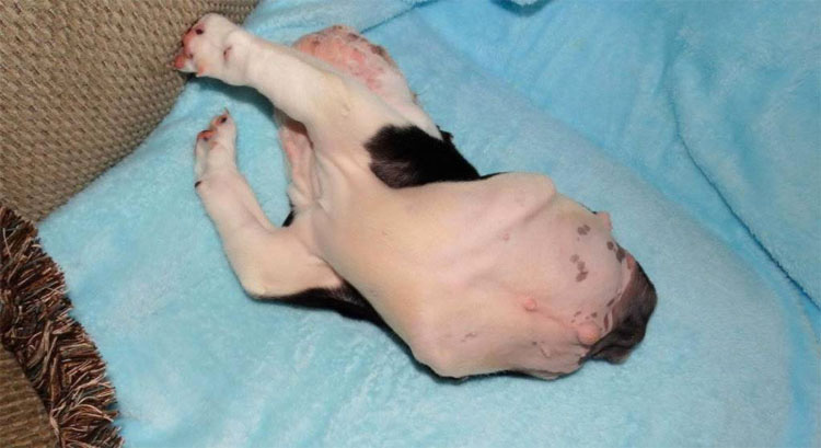 Este cachorrito nació con sólo medio cuerpo. Lo que un Centro de Rescate hizo TE EMOCIONARÁ