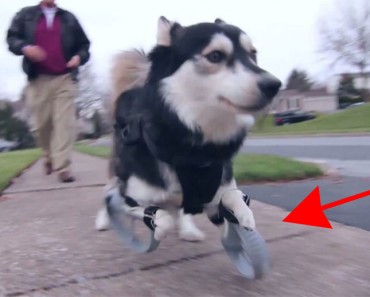 Este perro corre por PRIMERA VEZ en su vida, gracias a unas prótesis impresas en 3D