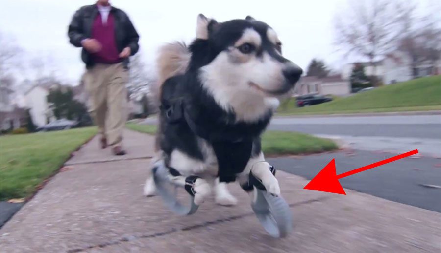Este perro corre por PRIMERA VEZ en su vida, gracias a unas prótesis impresas en 3D