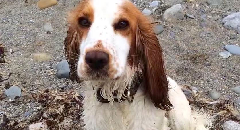 Este perro sintió que este bebé delfín estaba en apuros y SALVÓ su vida