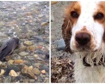 Este perro sintió que este bebé delfín estaba en apuros y SALVÓ su vida 1