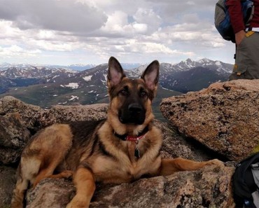 La TRAGEDIA llegó desde el cielo: este perro murió salvando la vida de su dueño de un rayo 6 La TRAGEDIA llegó desde el cielo: este perro murió salvando la vida de su dueño de un rayo
