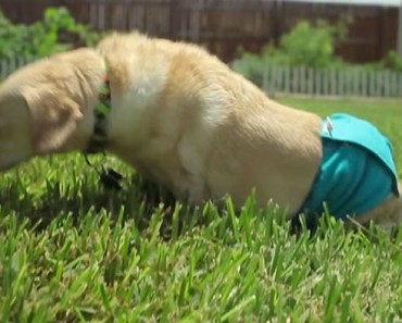Nadie quería este perro pensando que era una carga. Hasta que un día TODO CAMBIÓ... 5 Nadie quería este perro pensando que era una carga. Hasta que un día TODO CAMBIÓ...