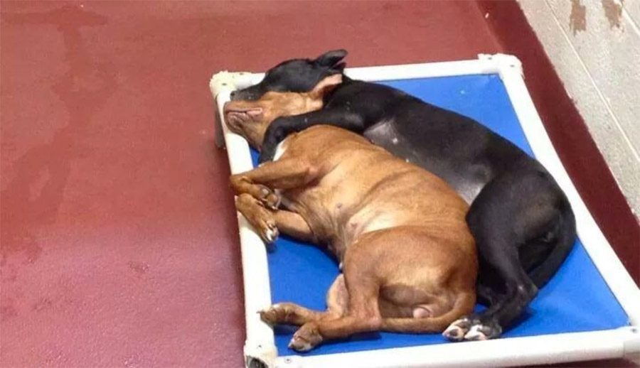 Estos dos perros abandonados encontraron el compañerismo. Su foto se ha hecho VIRAL por su EMOTIVIDAD