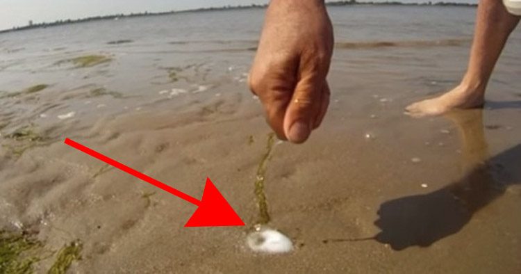 Se sirvió de sal en la playa para capturar algo que te pondrá los pelos de punta 1