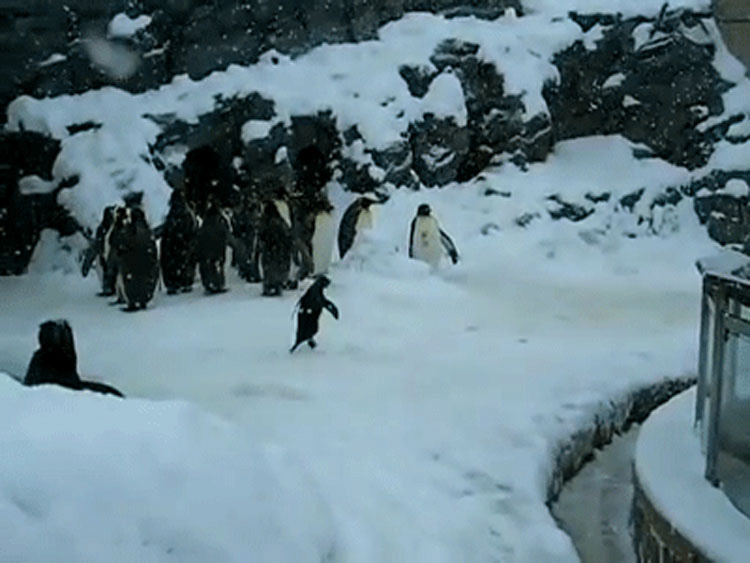 Este pequeño pingüino está teniendo el MOMENTO de su vida y tú necesitas verlo