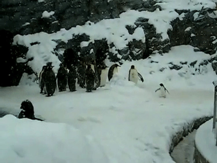 Este pequeño pingüino está teniendo el MOMENTO de su vida y tú necesitas verlo