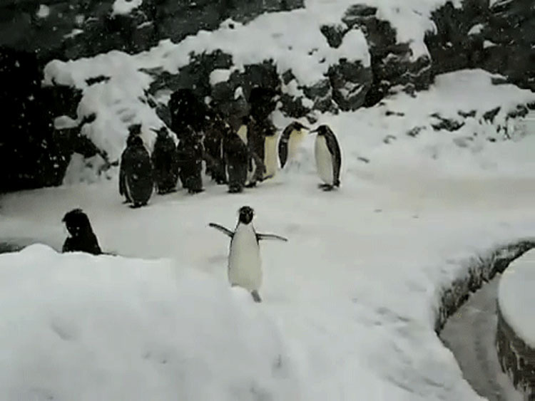 Este pequeño pingüino está teniendo el MOMENTO de su vida y tú necesitas verlo
