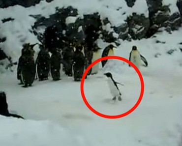 Este pequeño pingüino está teniendo el MOMENTO de su vida y tú necesitas verlo