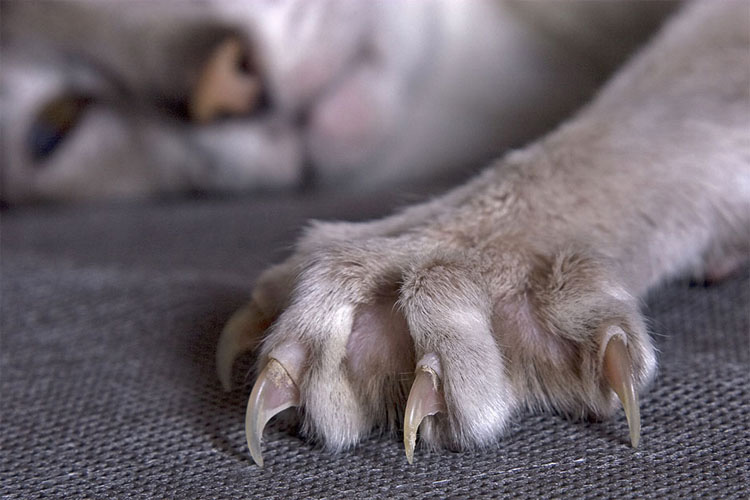 Por qué quitar las uñas a tu gato es CRUEL (y por qué es momento de DETENERLO)