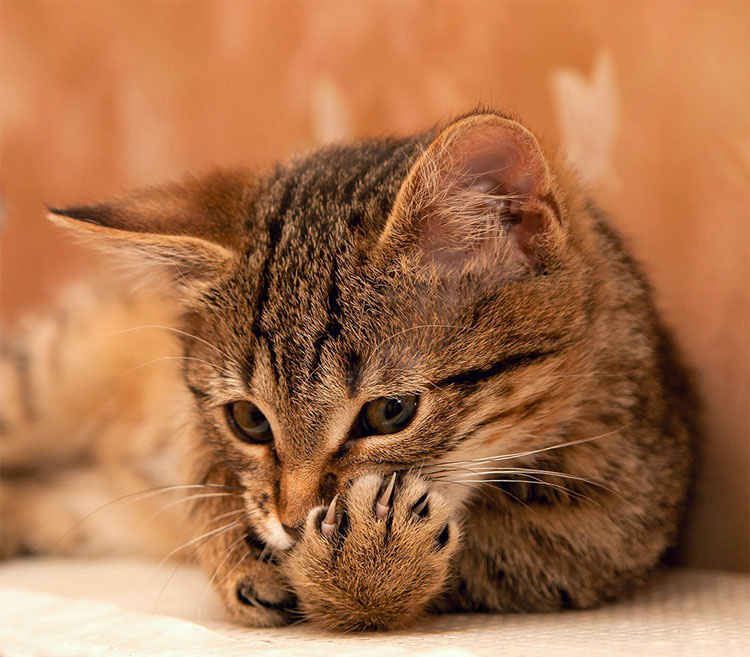 Por qué quitar las uñas a tu gato es CRUEL (y por qué es momento de DETENERLO)