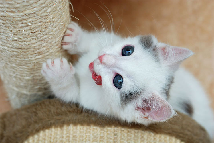 Por qué quitar las uñas a tu gato es CRUEL (y por qué es momento de DETENERLO)