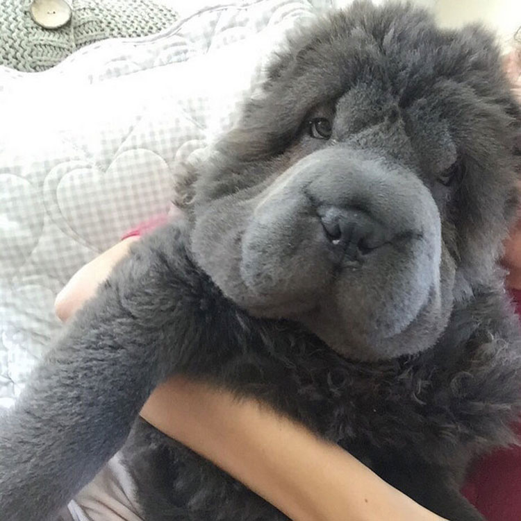¿A que no sabías que desde ahora mismo esta esponjosa raza de perro será tu favorita?