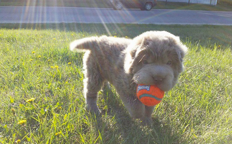 ¿A que no sabías que desde ahora mismo esta esponjosa raza de perro será tu favorita?