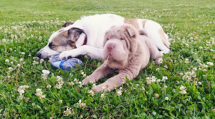 ¿A que no sabías que desde ahora mismo esta esponjosa raza de perro será tu favorita?