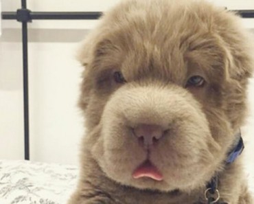 ¿A que no sabías que desde ahora mismo esta esponjosa raza de perro será tu favorita? 7 ¿A que no sabías que desde ahora mismo esta esponjosa raza de perro será tu favorita?