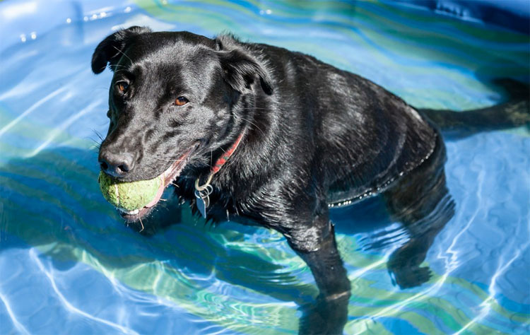 IMPORTANTE si tienes perro. Cómo saber si tu perro tiene SOBRECALENTAMIENTO