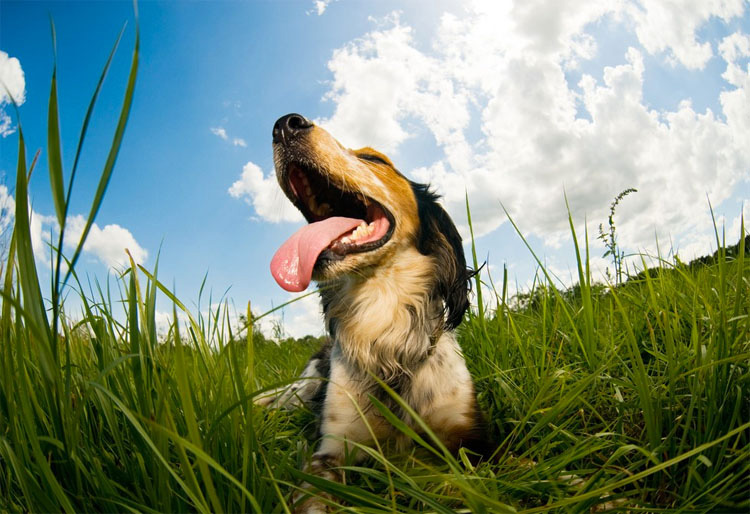 IMPORTANTE si tienes perro. Cómo saber si tu perro tiene SOBRECALENTAMIENTO