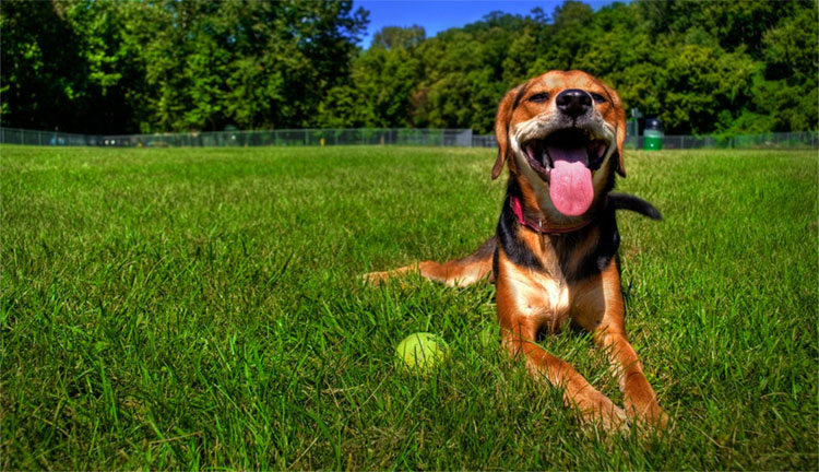 IMPORTANTE si tienes perro. Cómo saber si tu perro tiene SOBRECALENTAMIENTO